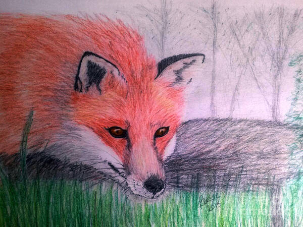 Fox Poster featuring the drawing Red Fox by Becca Miller