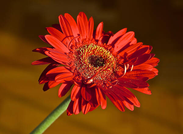 Gerbera Poster featuring the photograph Red Gerbera by Venetia Featherstone-Witty