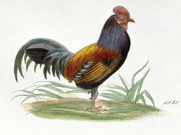 19th Century Poster featuring the photograph Red junglefowl, artwork by Science Photo Library