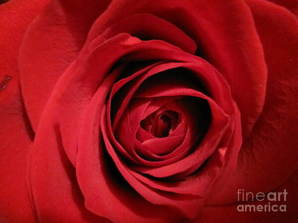 Floral Poster featuring the photograph Red Rose Macro 4 by Tara Shalton