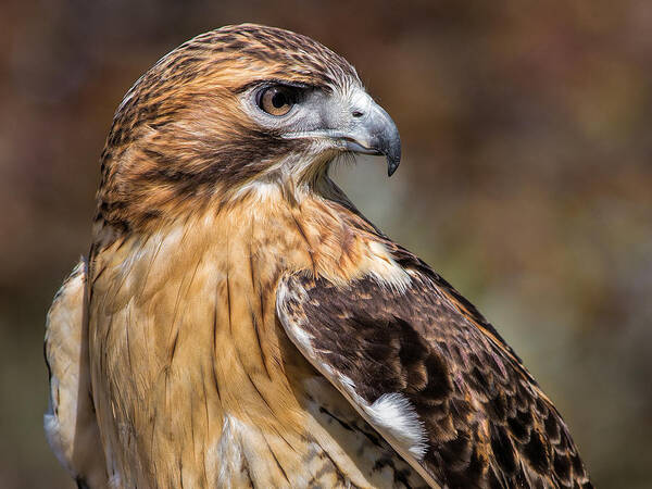 Red Tailed Hawk Poster featuring the photograph Red Tail Hawk by Dale Kincaid