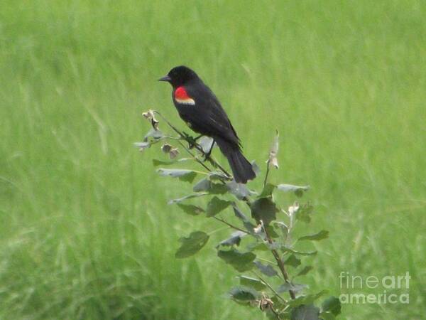 Red Wing Blackbird Poster featuring the photograph Red Wing Blackbird by Michelle Welles