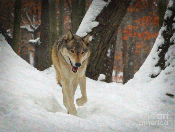 Animals Poster featuring the digital art Red Wolf on a Winter Hunt by Lianne Schneider