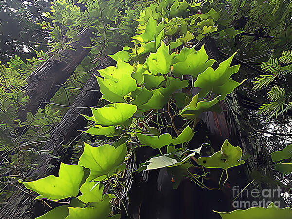 Redwood Trees Poster featuring the digital art Delicate Balance Of Light Occidental California by Wernher Krutein