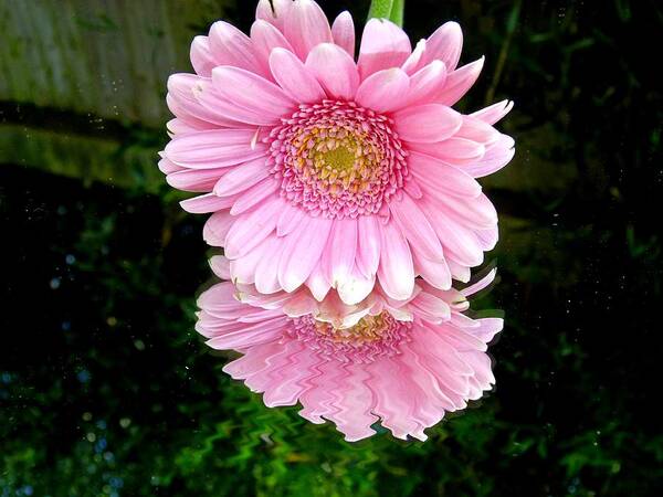 Gerbera Poster featuring the photograph Reflection of Pink Gerbera by Vanessa Thomas
