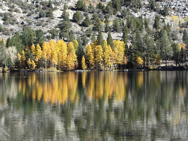 Fall Poster featuring the photograph Reflections2 by Dody Rogers