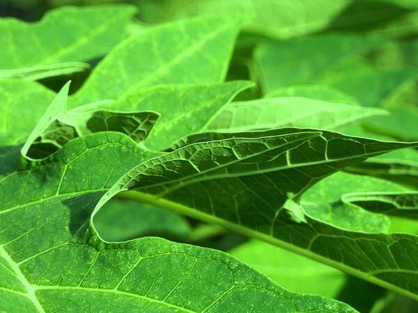 New Poster featuring the photograph Tropical Green Sea of Papaya Leaves by Belinda Lee