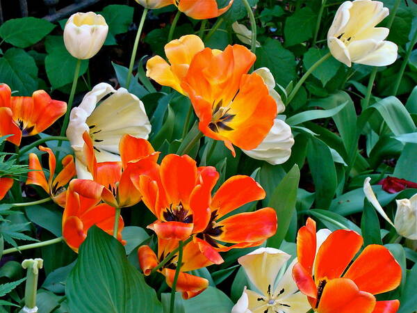 Tulips Poster featuring the photograph Rembrant's Garden by Ira Shander