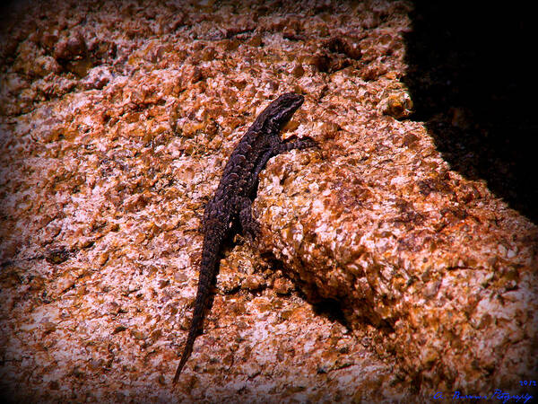 Granite Dells Poster featuring the photograph Reptile Life at the Lake by Aaron Burrows
