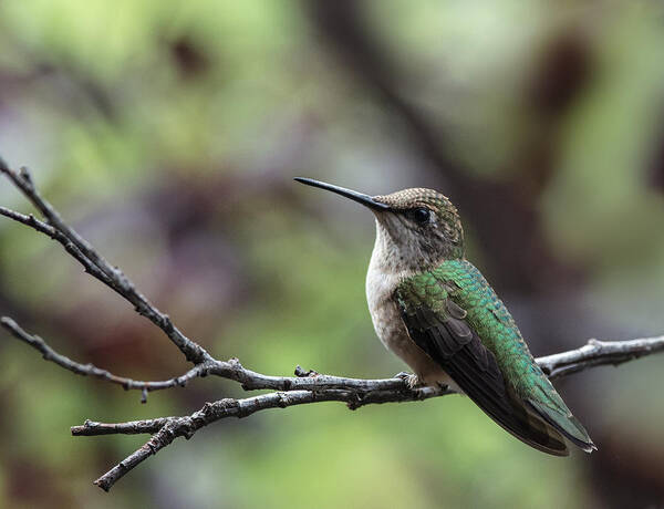 Ruby Throated Hummingbird Poster featuring the photograph Resting Between Rounds by Jim Zablotny