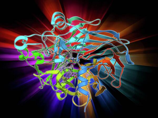Alpha Helix Poster featuring the photograph Retinal-producing Oxygenase Enzyme by Laguna Design