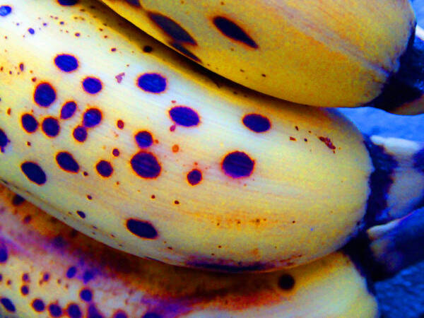 Fruit Poster featuring the photograph Ripe Bananas by Laurie Tsemak