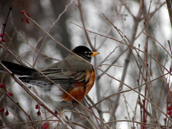 Robin Poster featuring the photograph Robin Awaiting Spring by Kimberly Mackowski