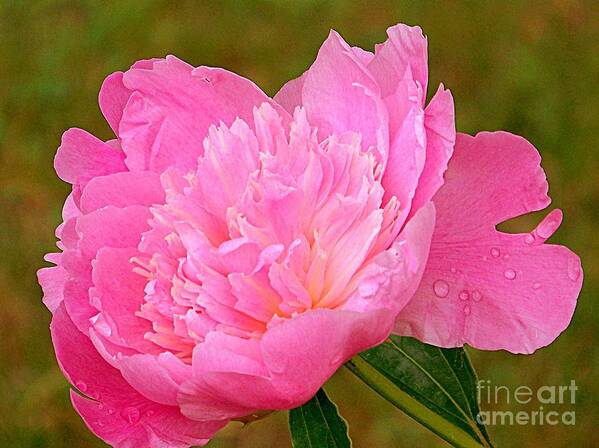 Flora Poster featuring the photograph Pink Peony by Eunice Miller