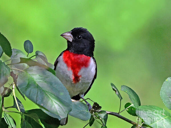 Bird Poster featuring the photograph Rose Breasted Grosbeak by Rodney Campbell