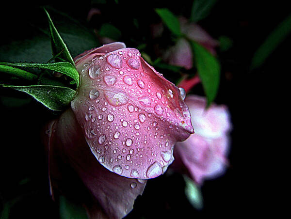 Rose Poster featuring the photograph Rose Drops by Suzy Piatt