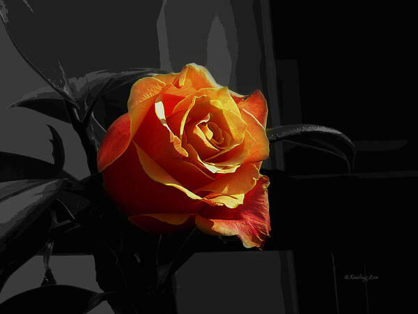 Rose Poster featuring the photograph Rose I by Xueling Zou