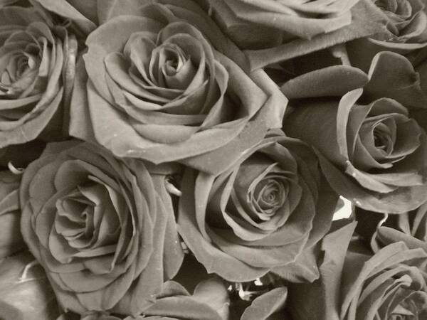 Rose Poster featuring the photograph Roses On Your Wall Sepia by Joseph Baril