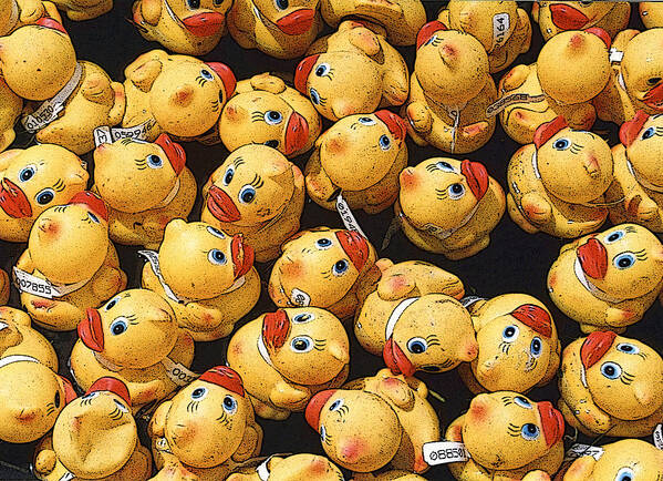 Beaks Poster featuring the photograph Rubber Duckies Annual Race for Charity by Rob Huntley