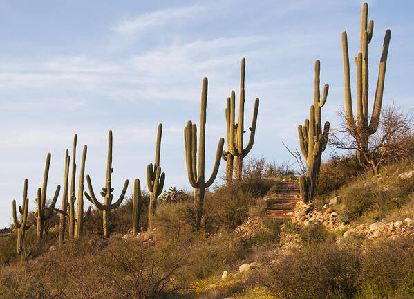 Desert Landscape Poster featuring the photograph Saguaro Cactus at Sunset by Elvira Butler
