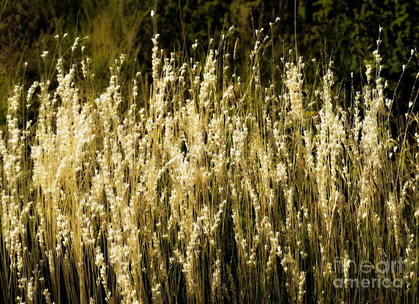 Color Photo Poster featuring the digital art Santa Fe Grasses by Tim Richards