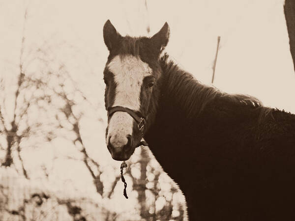 Horse Poster featuring the photograph Say Cheese by Dark Whimsy