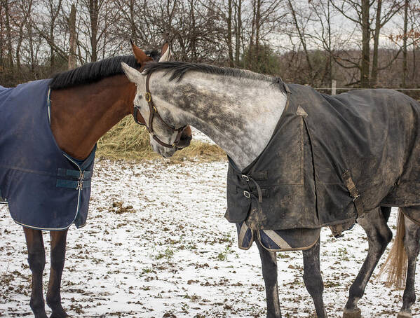  Horse Snow Two Winter Fun Cold Race Brown Animal White Pony Mane Run Fur Nature Buddy Friends Groove Ramble Bluster Isobar Eddy Blizzard Farm Mammal Contact Outdoors Grey Equestrian Equine James Canning Fine Art Poster featuring the photograph Saying Hello by James Canning