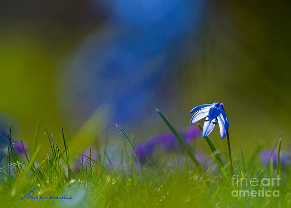 Scilla Siberica Poster featuring the photograph Scilla siberica by Torbjorn Swenelius