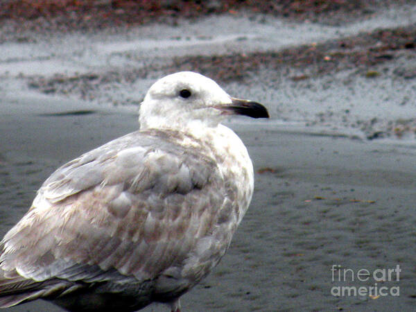 Ocean Shores Poster featuring the photograph Sea Gull by the Ocean Shore by Kathy White