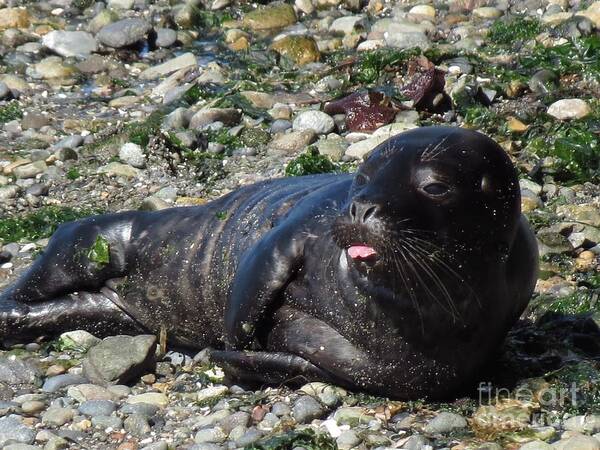 Nature Poster featuring the photograph Sea Lion Raspberry by Chris Anderson