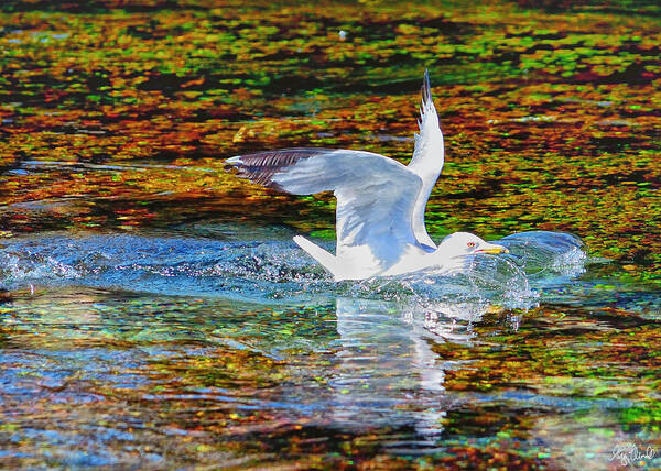 Seagull Poster featuring the photograph Seagull Splashdown by Greg Norrell