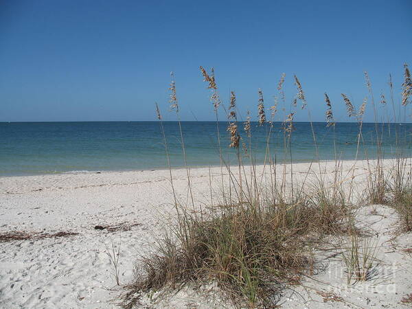 Sea Poster featuring the photograph Seaoats And Beach by Christiane Schulze Art And Photography