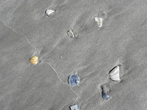 Seashells Poster featuring the photograph Seashells By The Shoreline by Kim Galluzzo