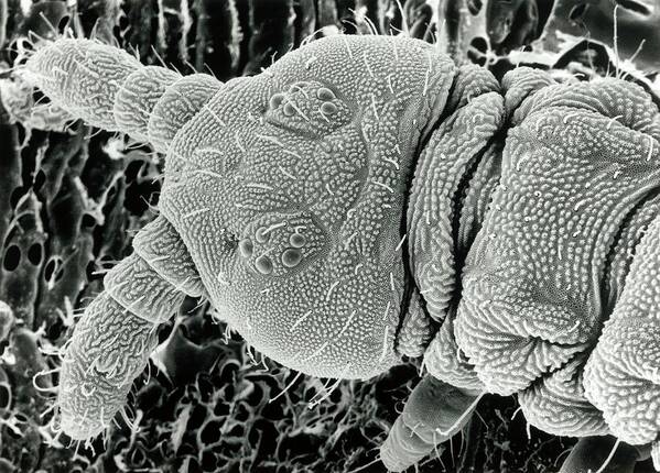 Springtail Poster featuring the photograph Sem Of A Springtail Head by Dr Jeremy Burgess/science Photo Library