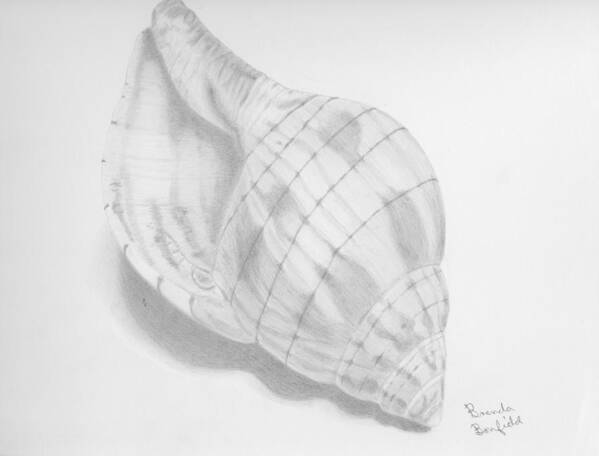 Nature Poster featuring the drawing Shell by Brenda Bonfield