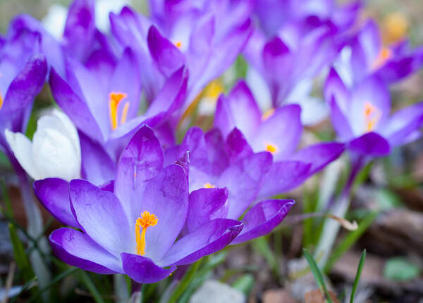 Crocus Poster featuring the photograph Signs of Spring by Shirley Radabaugh