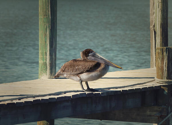 Pelican Poster featuring the photograph Sitting on the Dock of the Bay by Kim Hojnacki