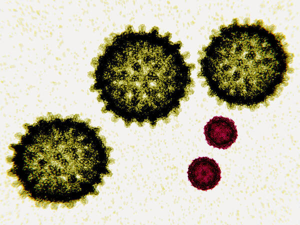 3d Artwork Poster featuring the photograph Size Comparison Between Hepatitis C by Juan Gaertner