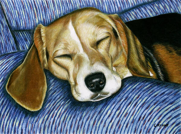 Dog Poster featuring the painting Sleeping Beagle by Jill Ciccone Pike