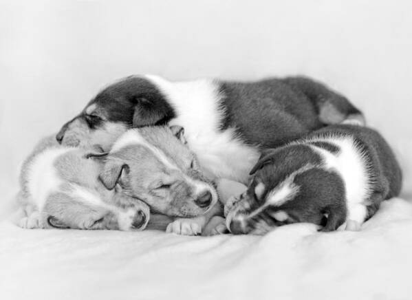 Collie Poster featuring the photograph Sleeping Smooth collie puppies by Martin Capek
