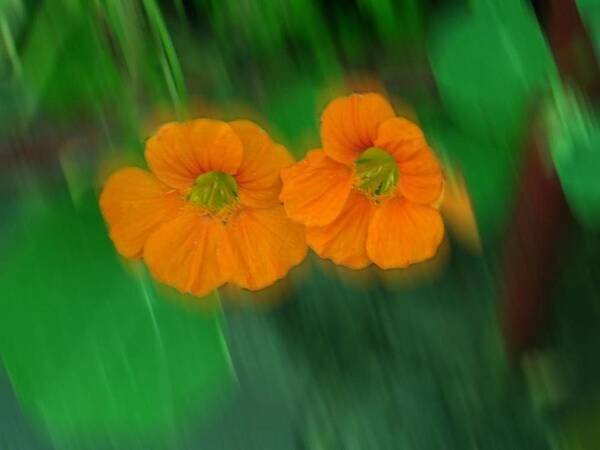Small Flowers Poster featuring the photograph Small Orange Apens by Joan-Violet Stretch