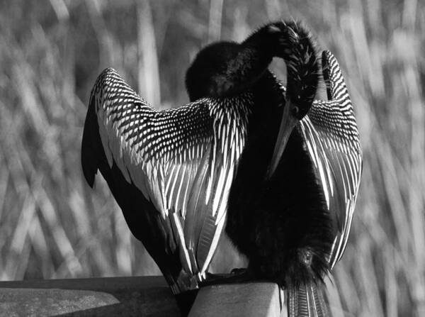 Snake Bird Poster featuring the photograph Snake Bird by Daniel Woodrum