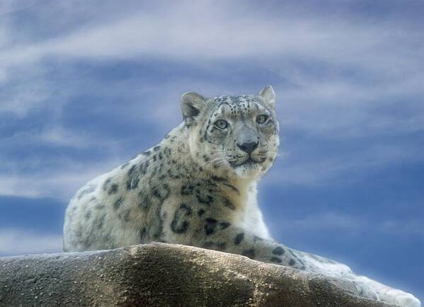 Snow Leopard Poster featuring the photograph Snow Leopard by Sandy Keeton