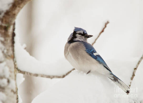 Landscapes Poster featuring the photograph Snowy Jay by Cheryl Baxter