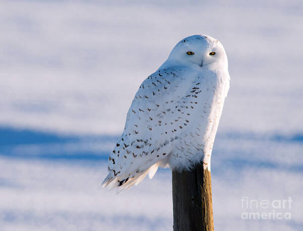 Snowy Owl Poster featuring the photograph Snowy Owl on a Post by Shannon Carson