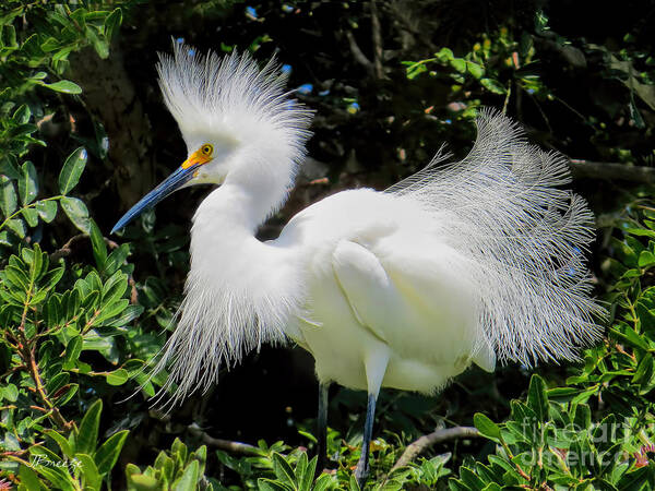 Snowy White Poster featuring the photograph Snowy White Egret Breeding Plumage by Jennie Breeze