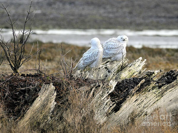 Snowy Owls Poster featuring the photograph Snowys by Sharon Talson