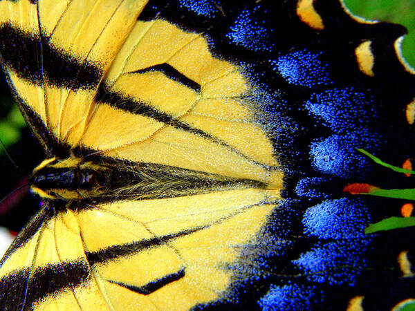 Monarch Butterfly Poster featuring the photograph So Bright So Beautiful by Kim Galluzzo