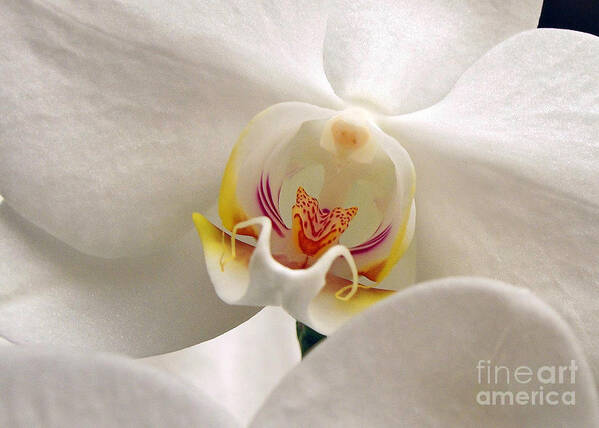 Orchid Poster featuring the photograph Soft Orchid by Kathi Mirto