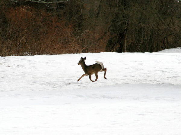 Wildlife Poster featuring the photograph Solo Winter Run by Neal Eslinger